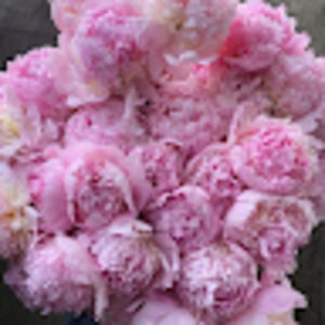 Meet your Posher, Richelle